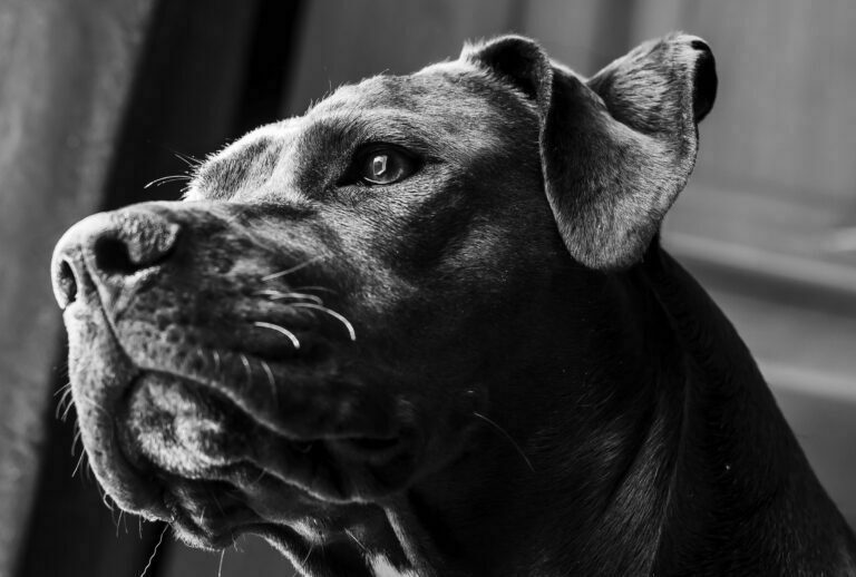 fotografo de mascotas en torrejon de ardoz, alcalá de henares y ajalvir
